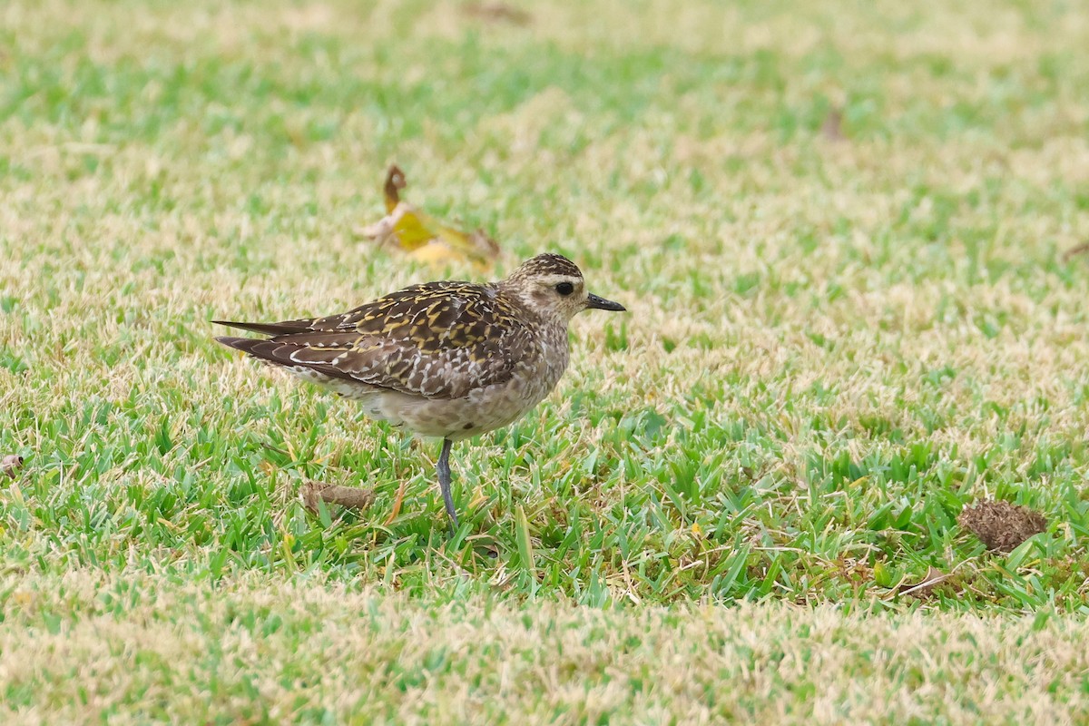 Pacific Golden-Plover - ML650014034