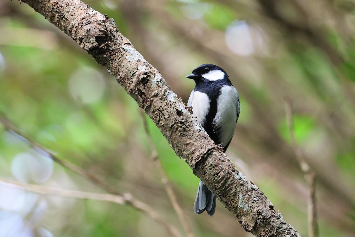 Asian Tit (Okinawa) - ML650014039