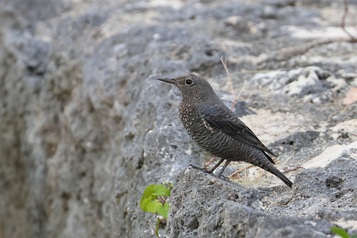 Blue Rock-Thrush - ML650014043