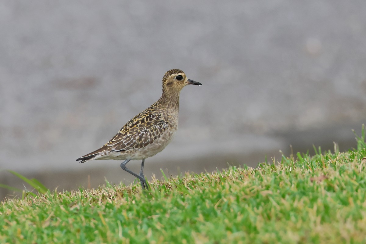 Pacific Golden-Plover - ML650014045