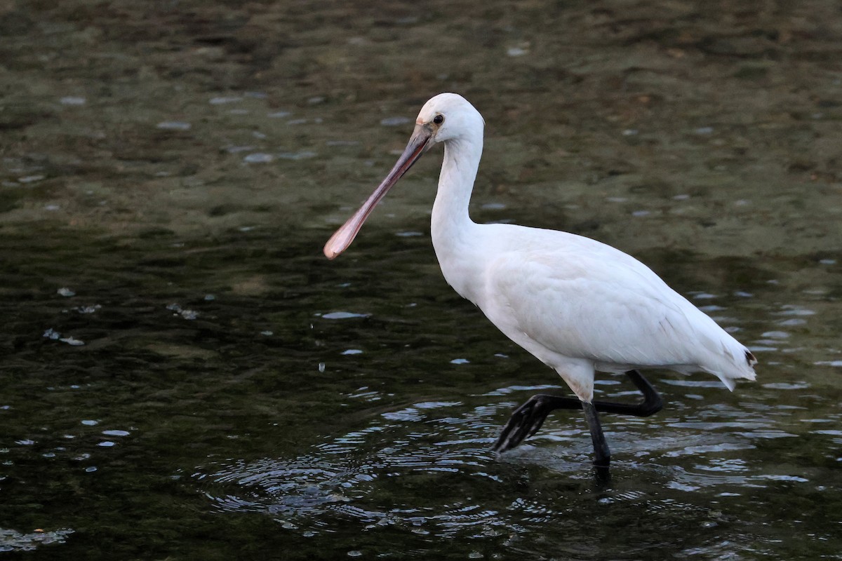 Eurasian Spoonbill - ML650014129