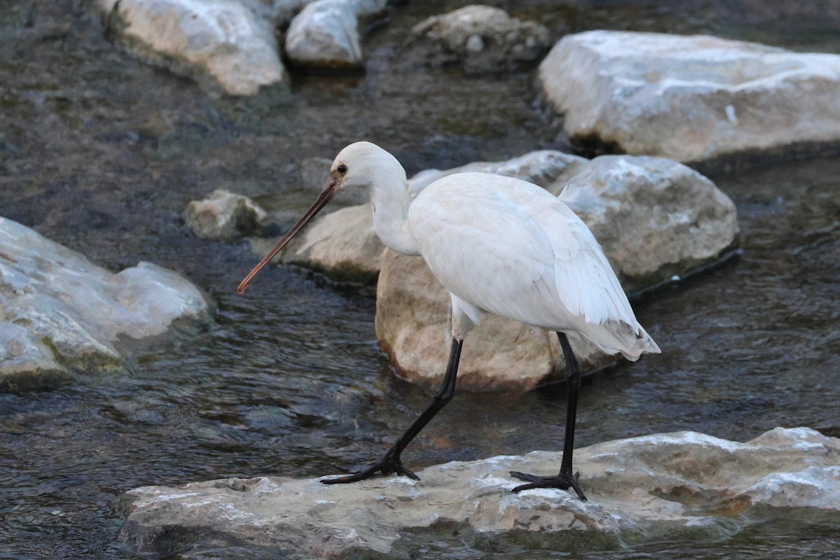 Eurasian Spoonbill - ML650014131