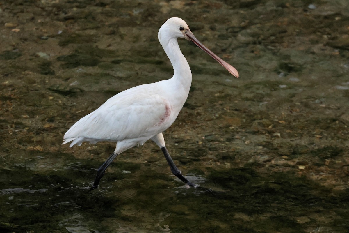 Eurasian Spoonbill - ML650014132
