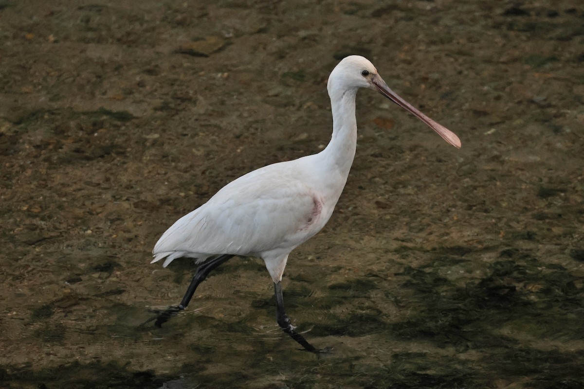 Eurasian Spoonbill - ML650014133