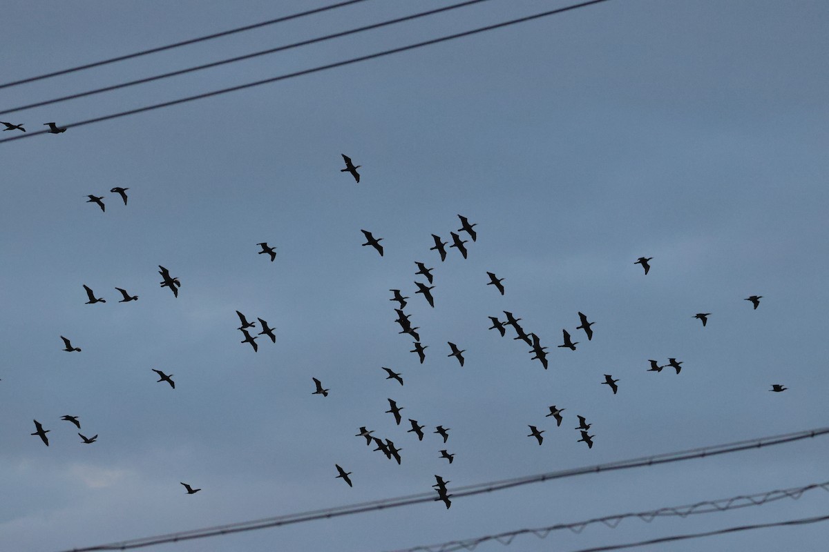 Great Cormorant - ML650014138