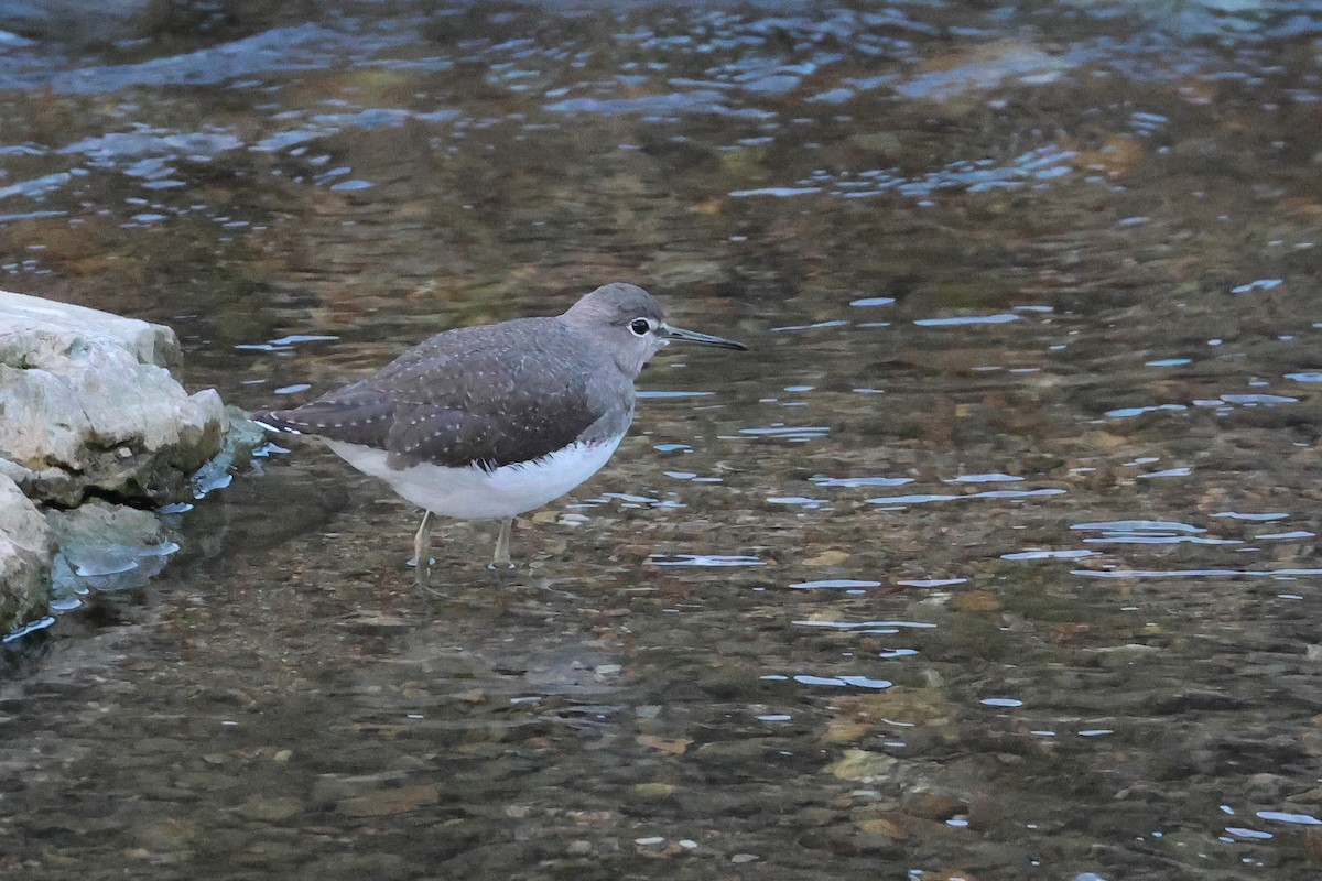 Green Sandpiper - ML650014165