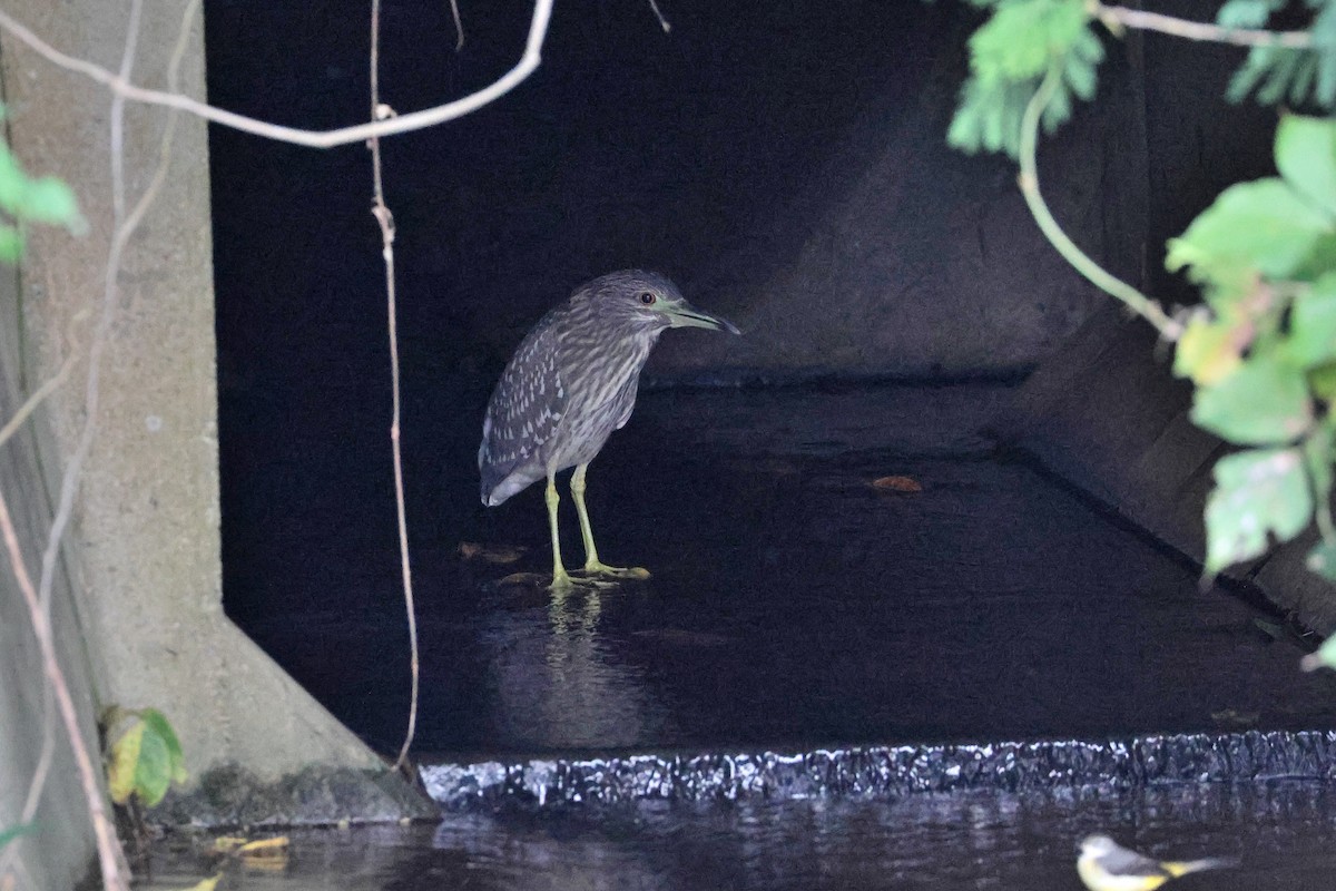 Black-crowned Night Heron - ML650014186