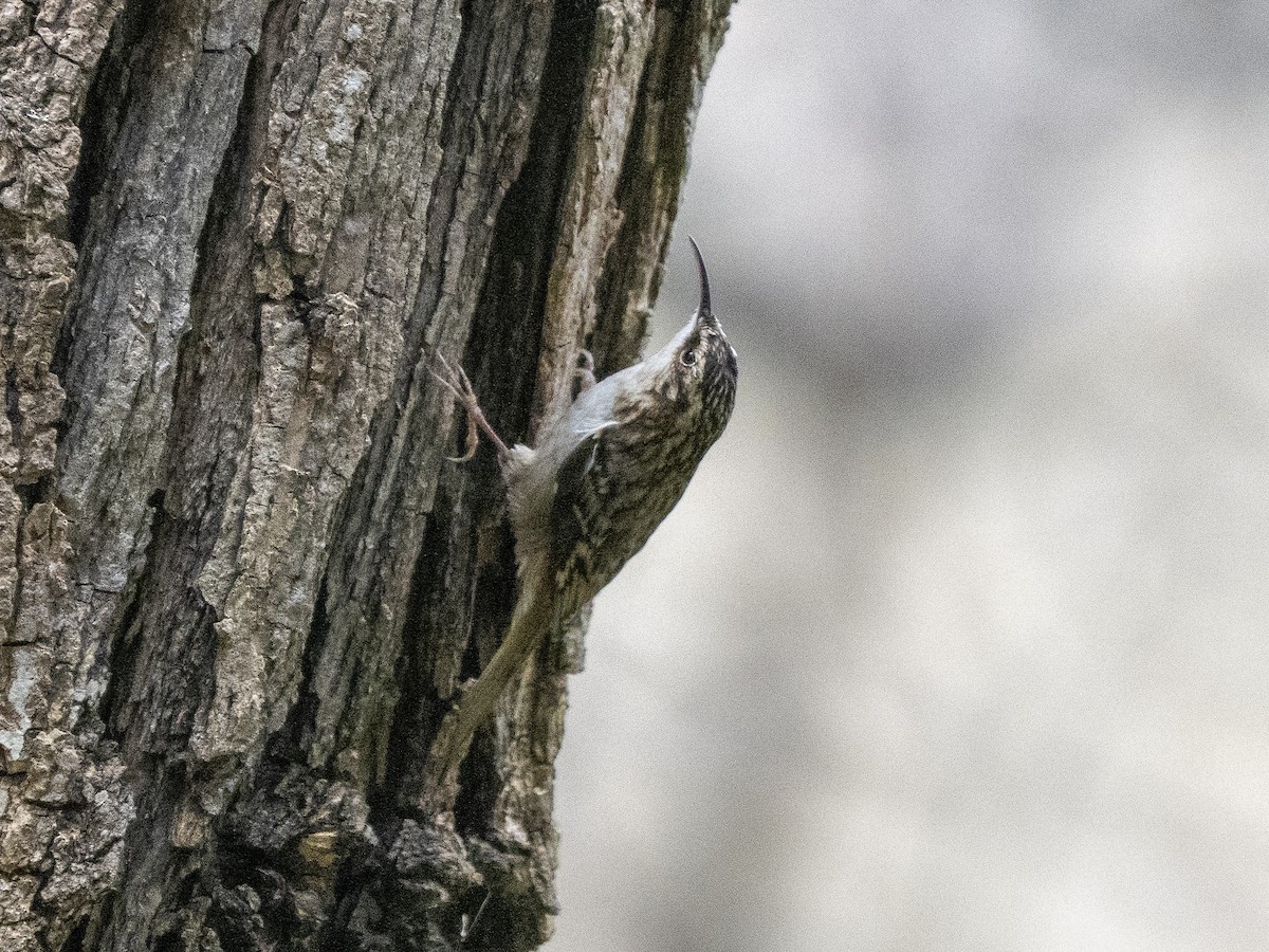 Brown Creeper - ML650014188