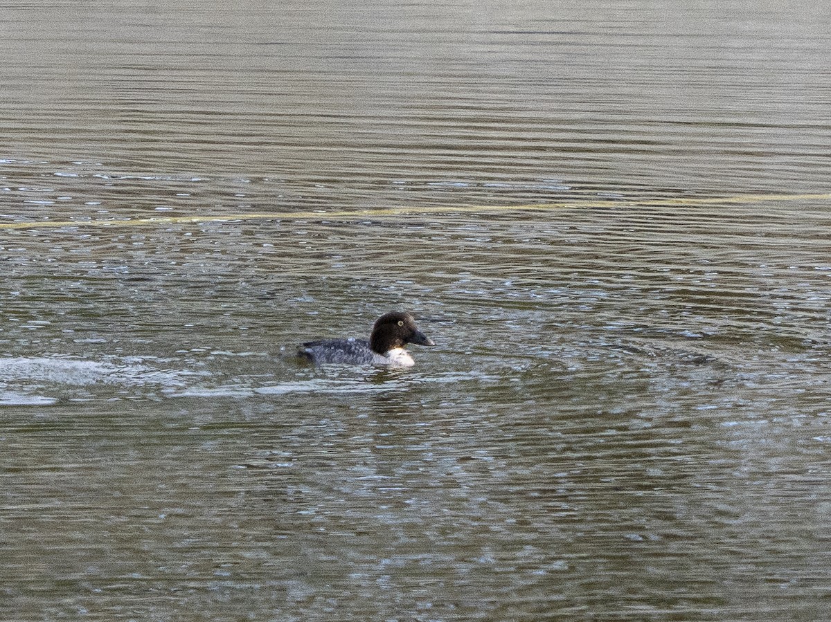 Common Goldeneye - ML650014195