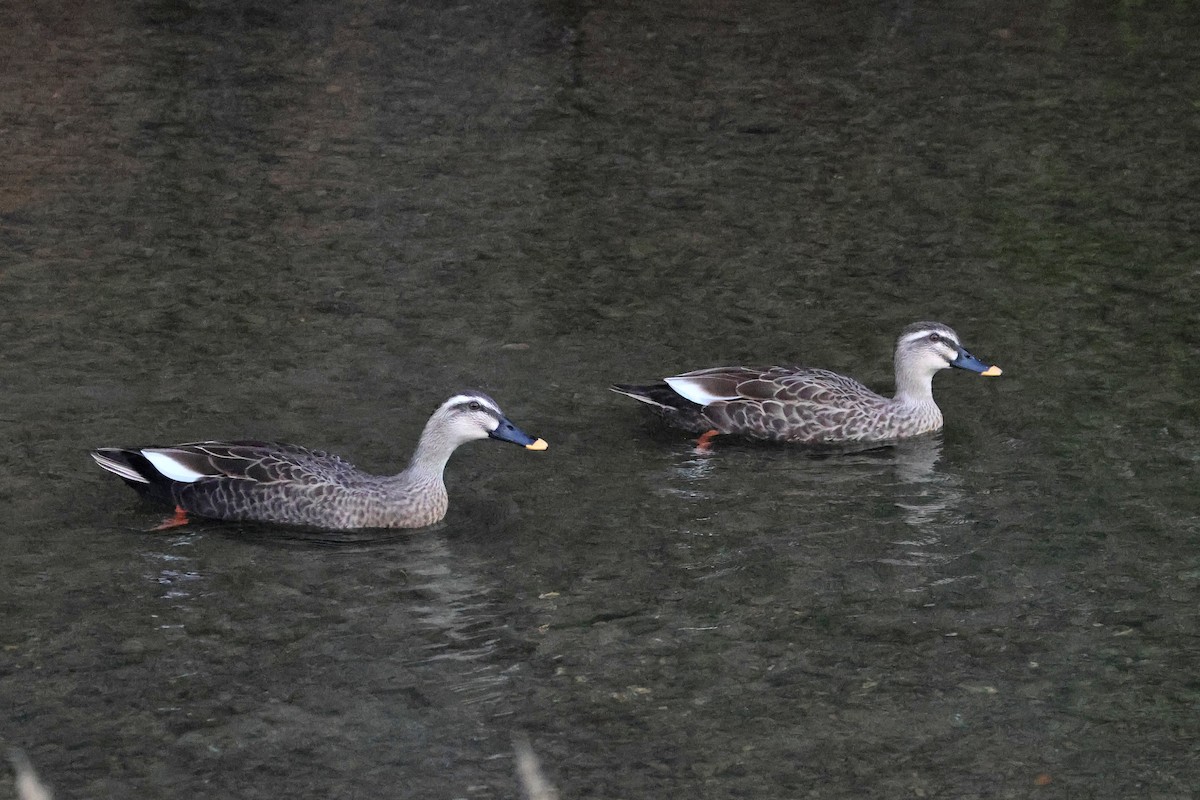 Eastern Spot-billed Duck - ML650014196
