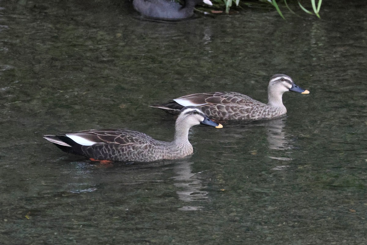 Eastern Spot-billed Duck - ML650014197