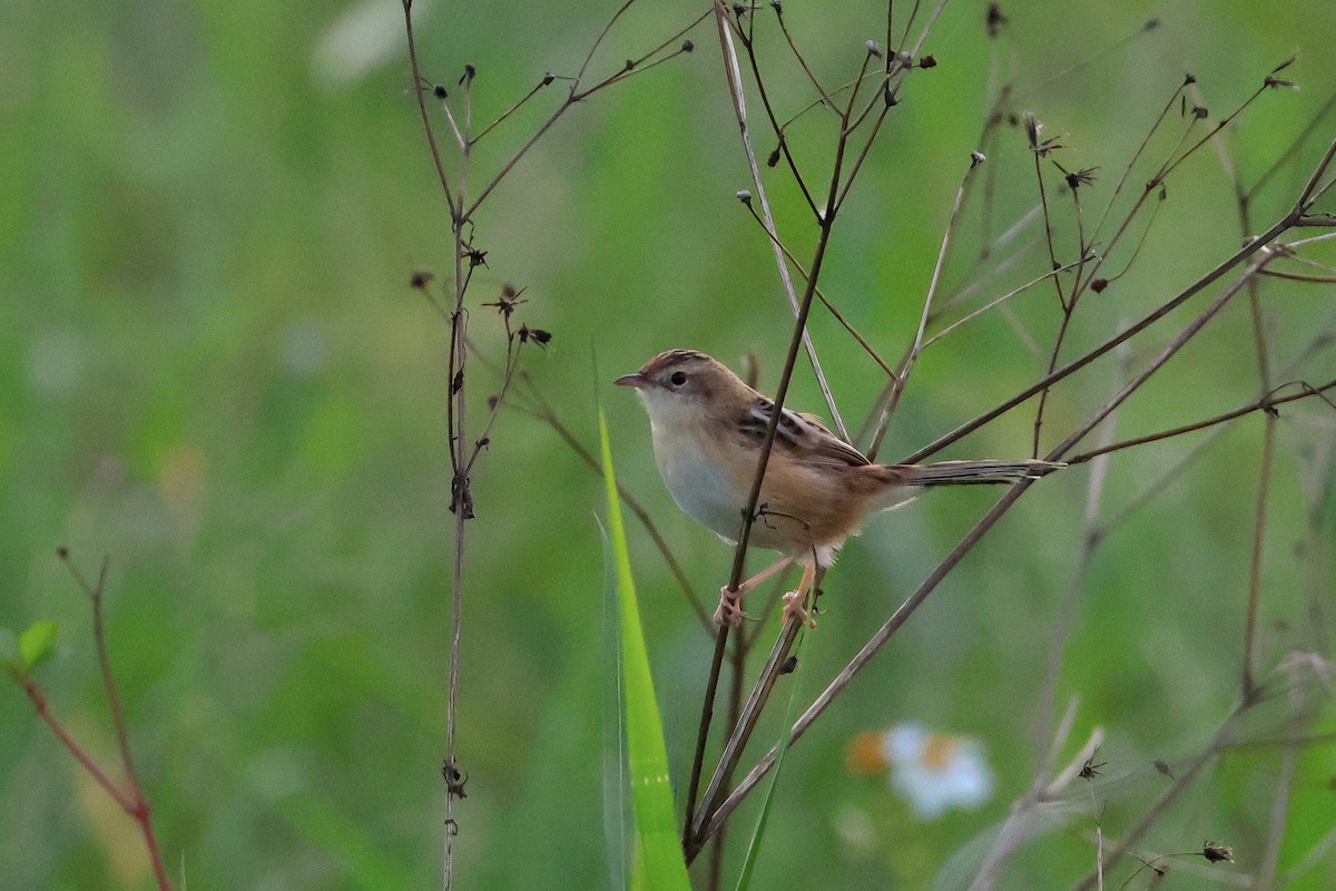 Zitting Cisticola - ML650014202