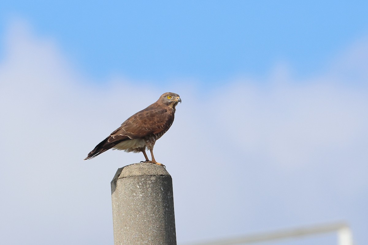 Gray-faced Buzzard - ML650014226