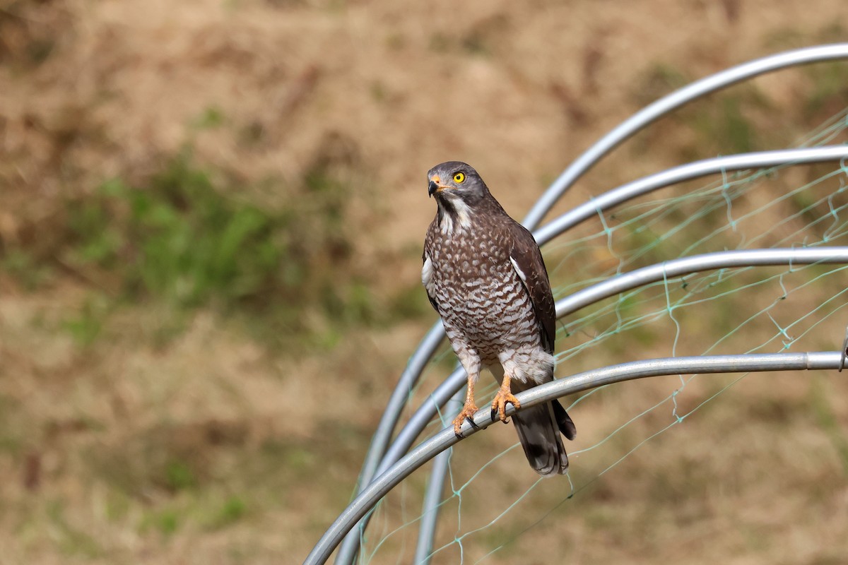 Gray-faced Buzzard - ML650014227