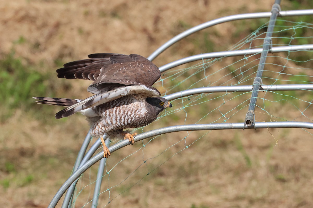 Gray-faced Buzzard - ML650014228