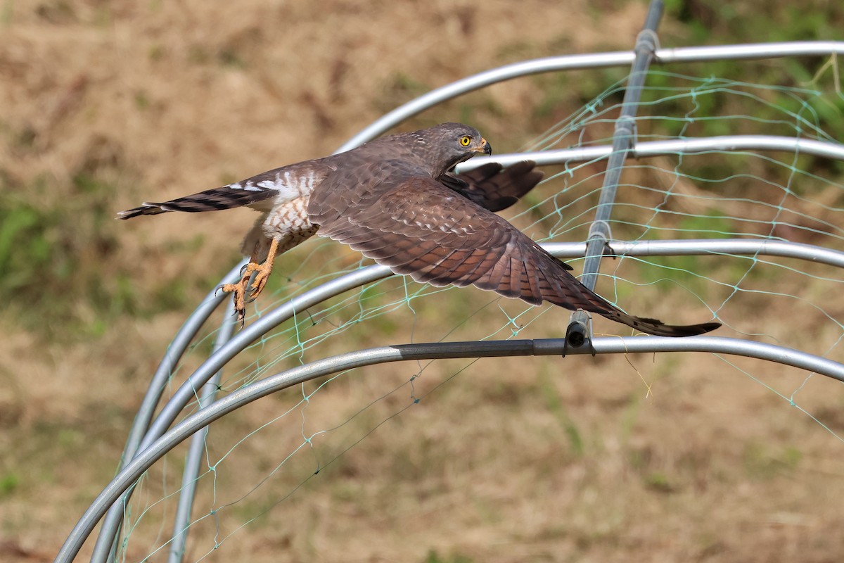 Gray-faced Buzzard - ML650014229
