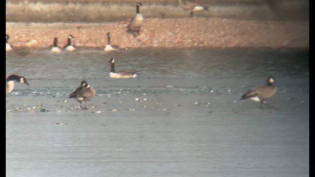 Cackling Goose (minima) - ML650014415