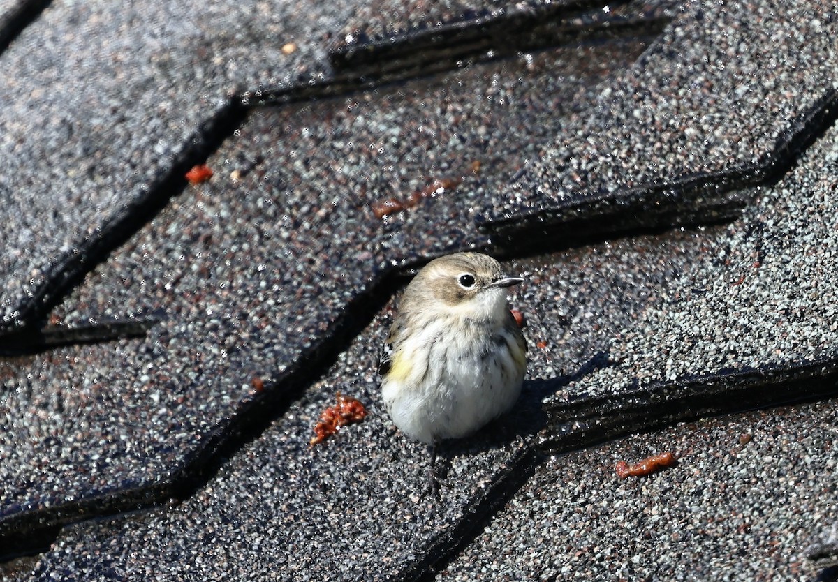 Yellow-rumped Warbler - ML650015001