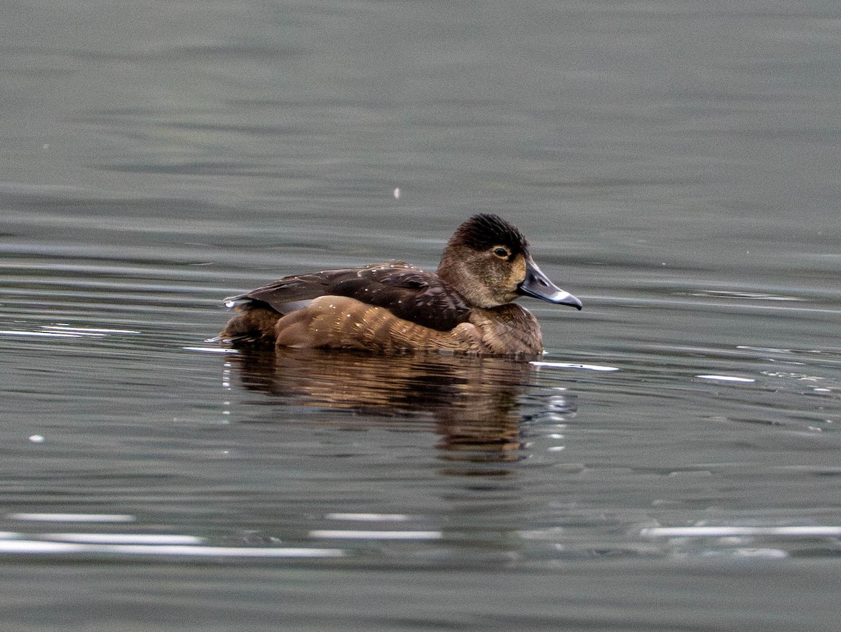 polák proužkozobý - ML650015263