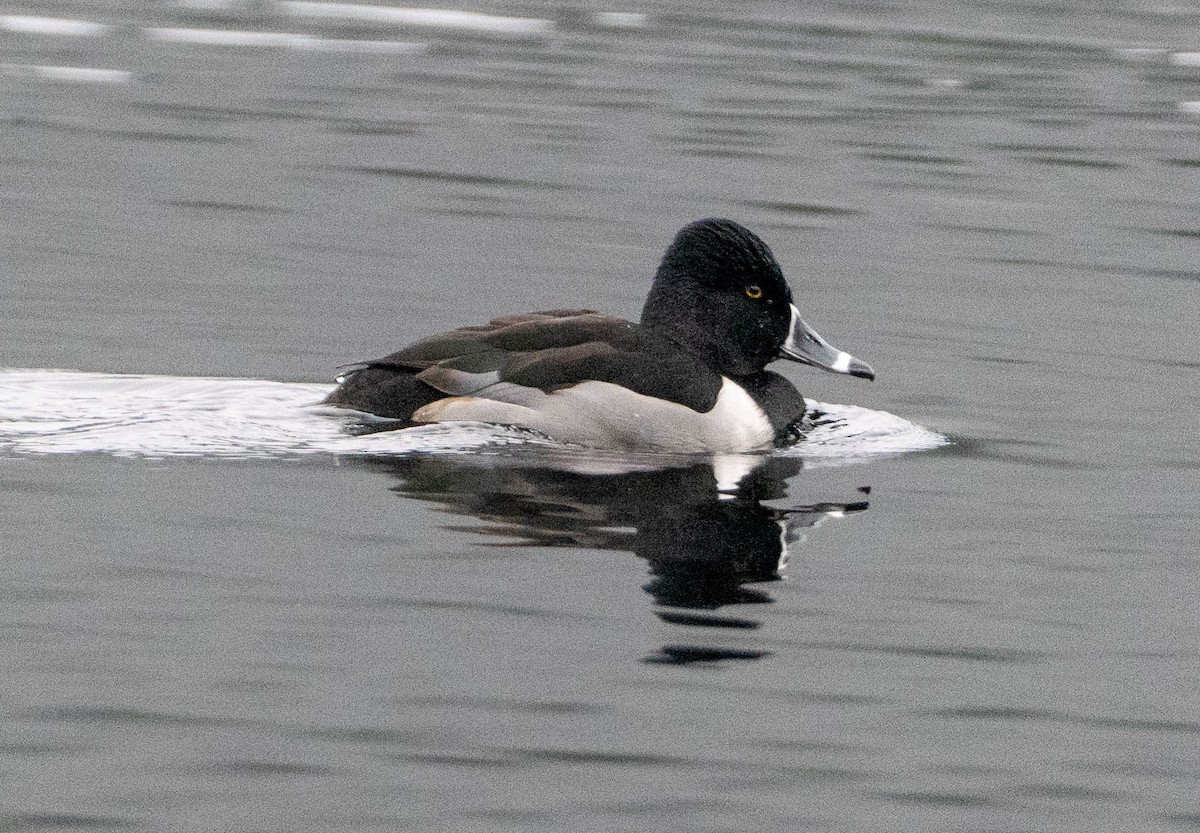 polák proužkozobý - ML650015264