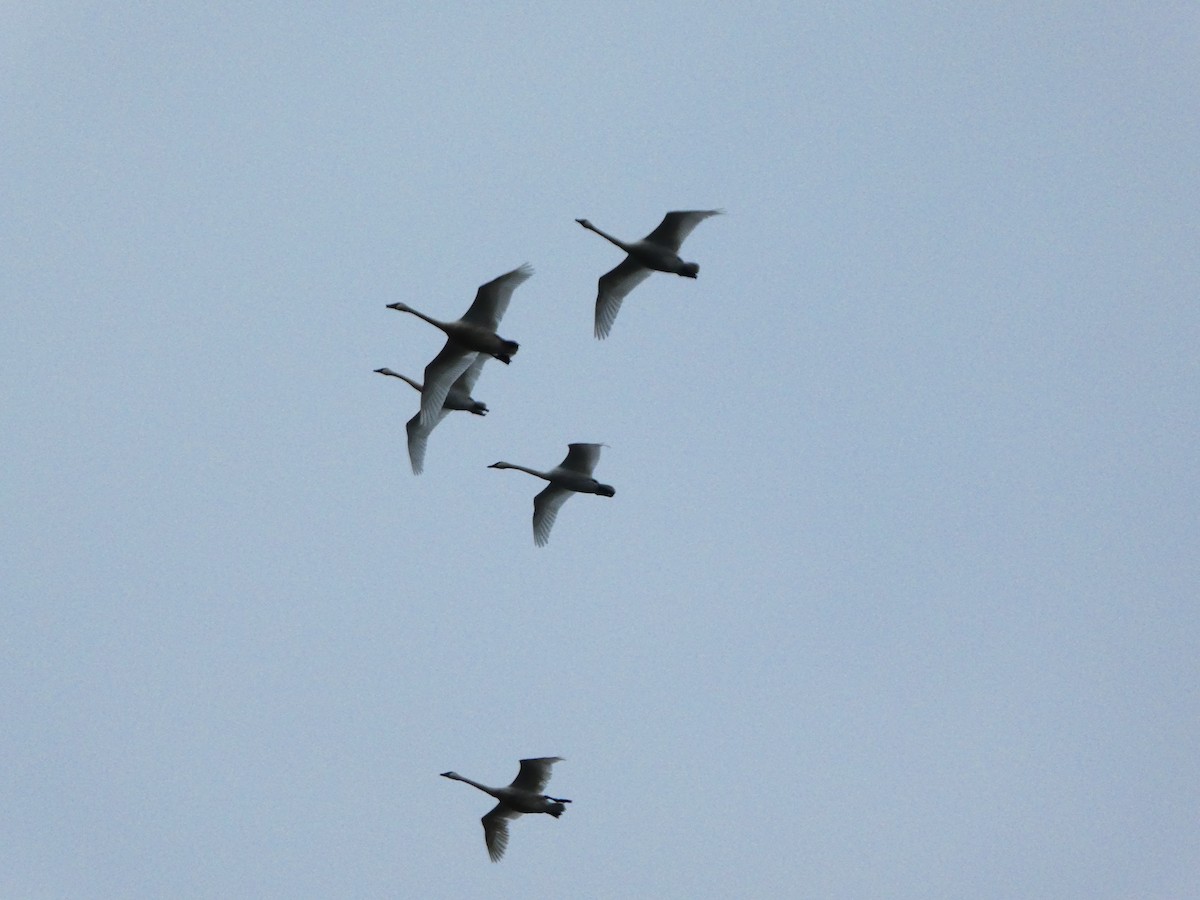 Trumpeter Swan - ML650015499