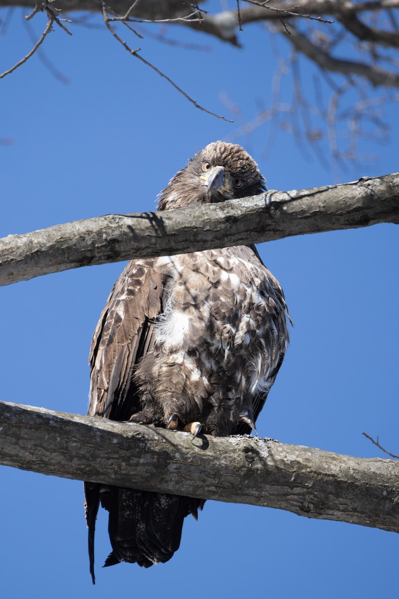 Bald Eagle - ML650015595