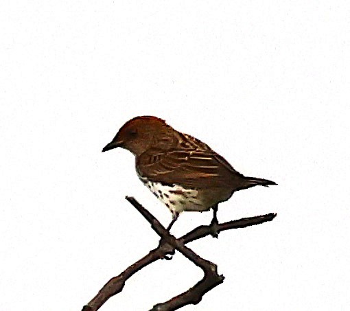 Violet-backed Starling - ML650015628