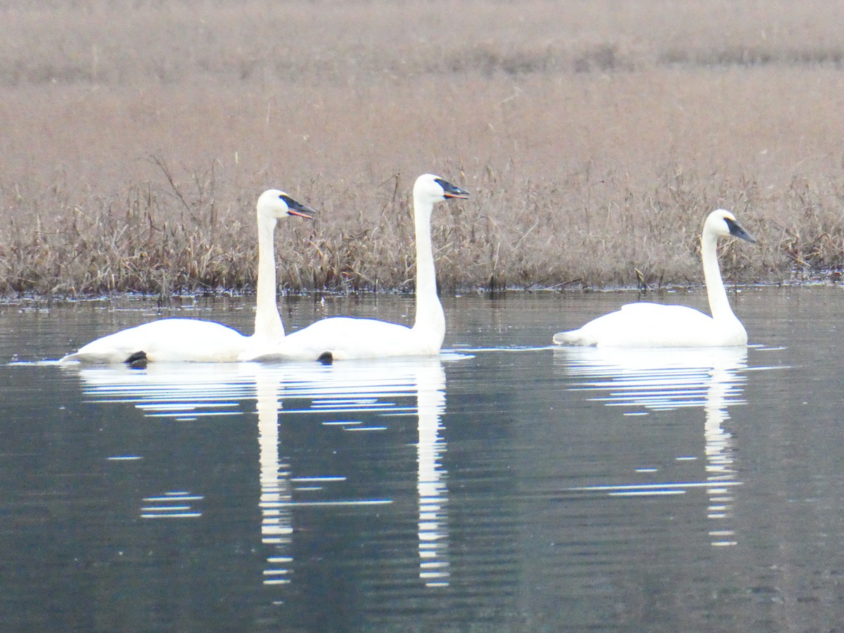 Trumpeter Swan - ML650015634