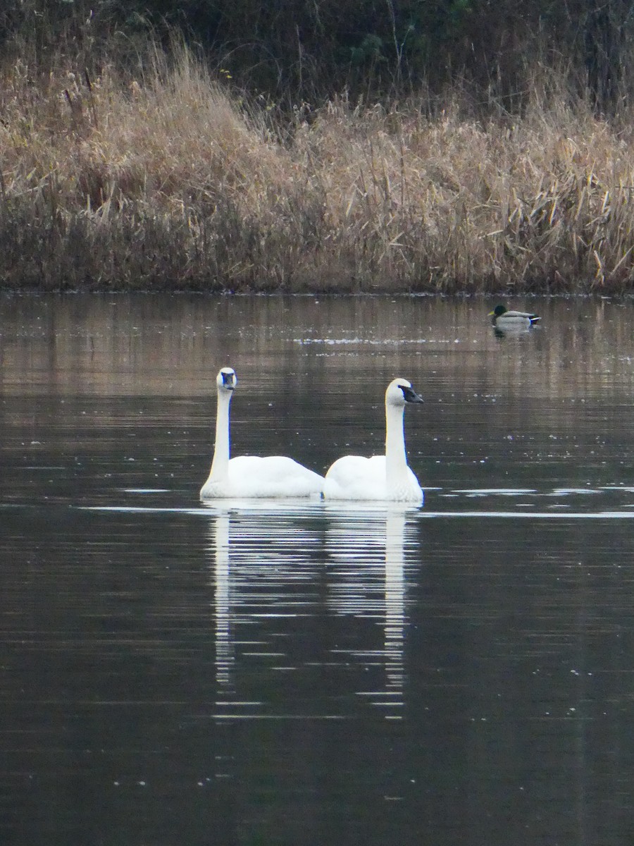 Trumpeter Swan - ML650015638