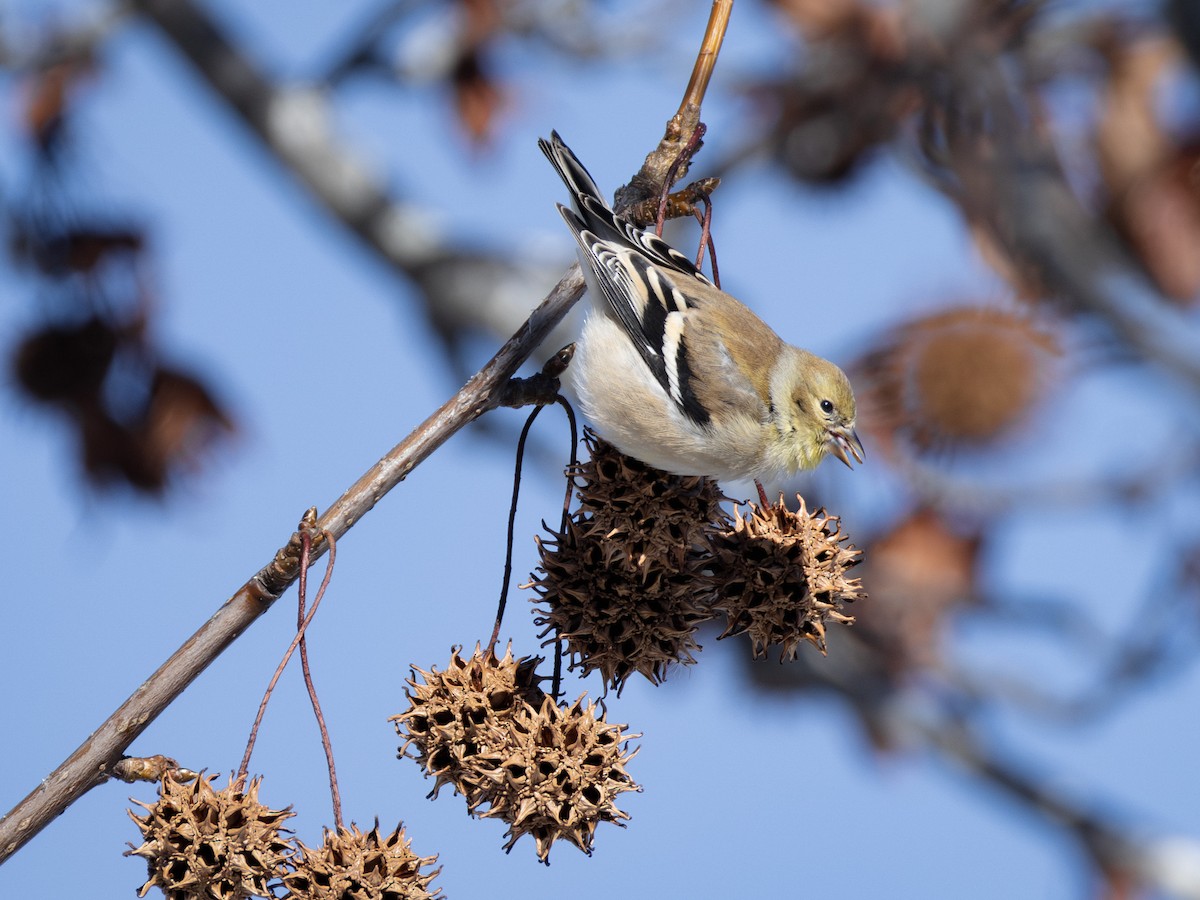 American Goldfinch - ML650015663
