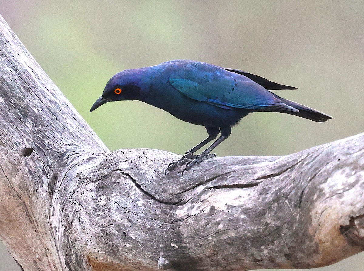 Cape Starling - ML650015668