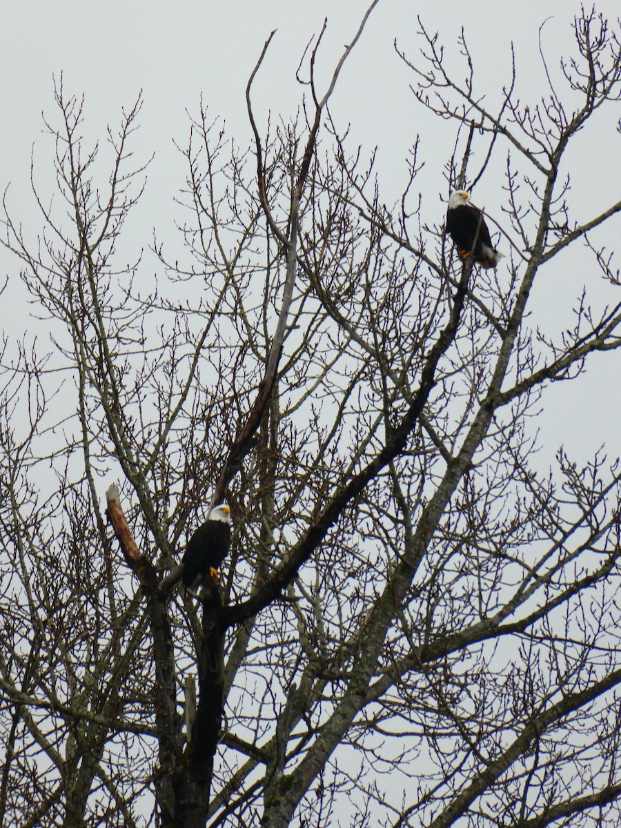 Bald Eagle - ML650015673