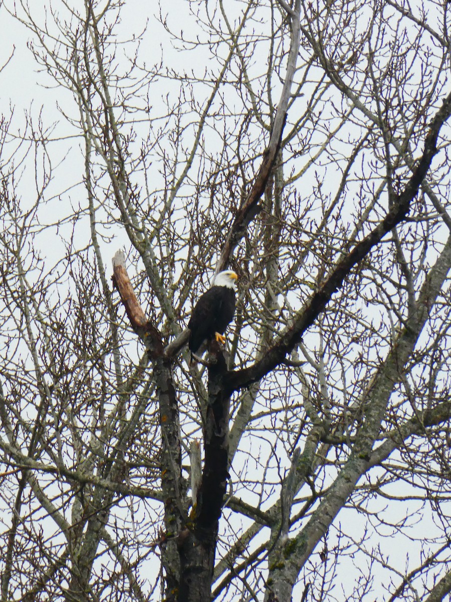 Bald Eagle - ML650015689