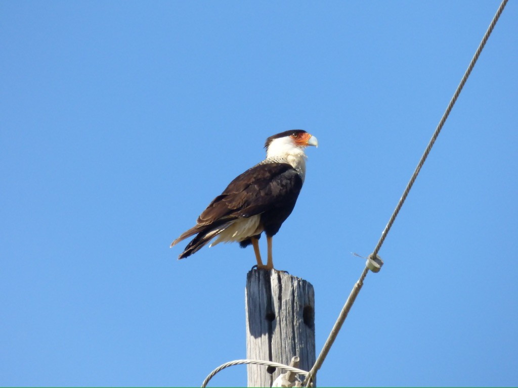 Crested Caracara (Northern) - ML650015700