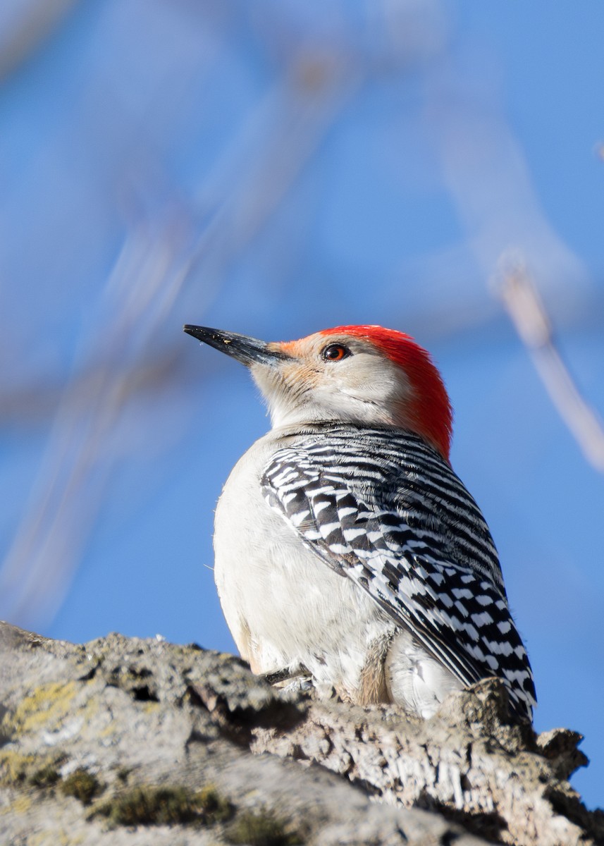 Red-bellied Woodpecker - ML650015711