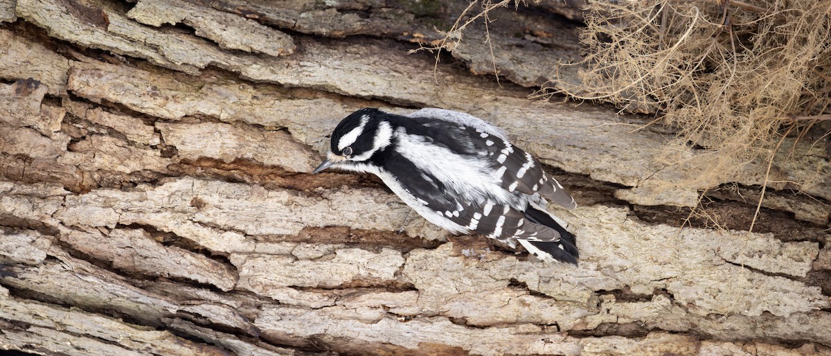 Downy Woodpecker - ML650015723