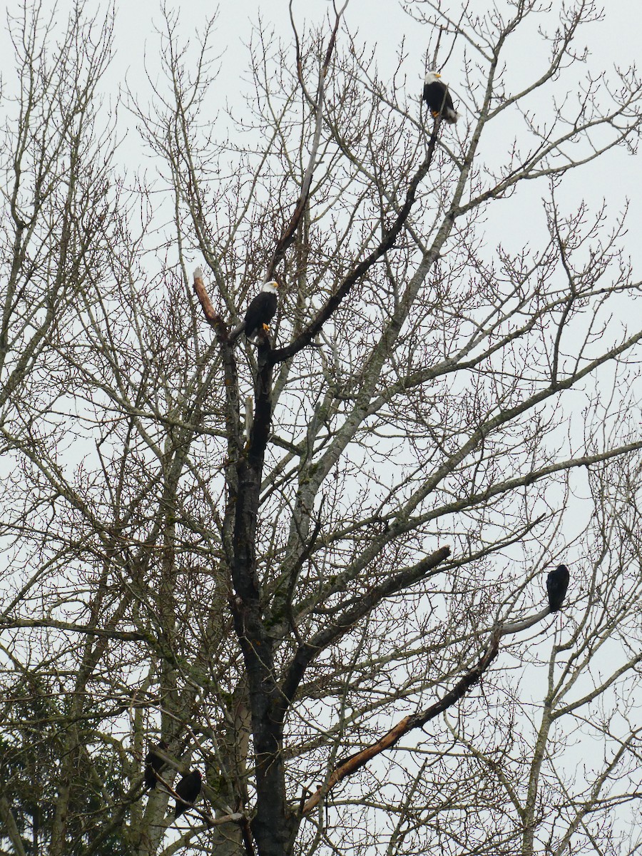 Turkey Vulture - ML650015740