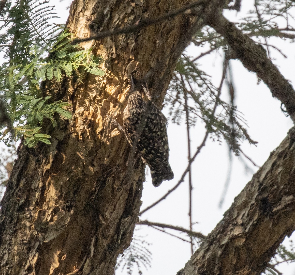 African Spotted Creeper - ML650016684