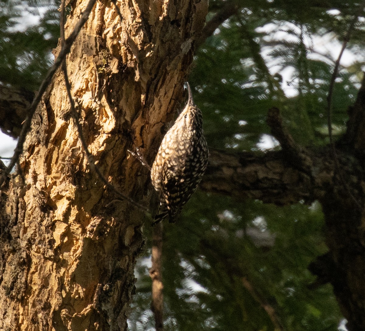 African Spotted Creeper - ML650016687