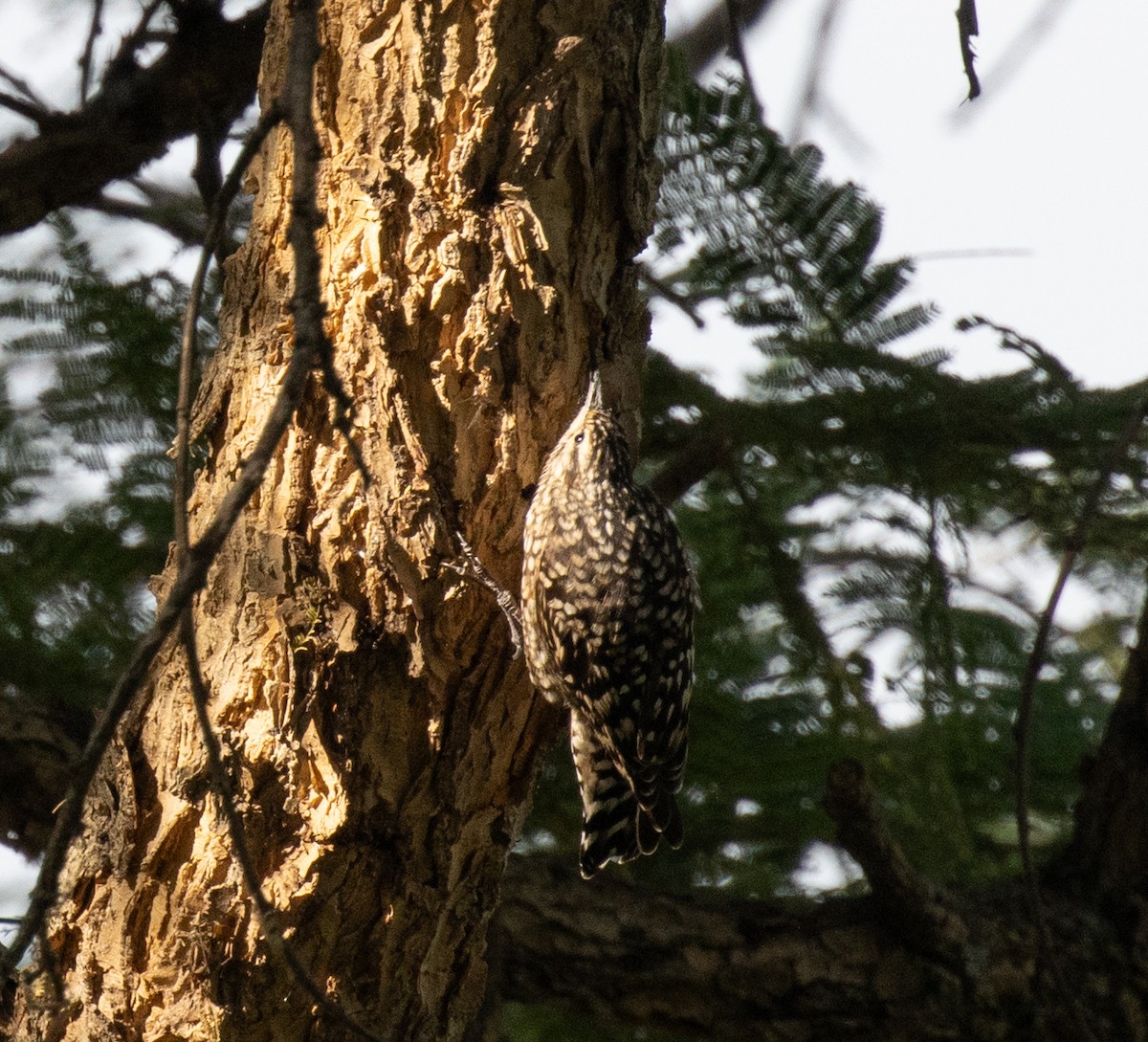 African Spotted Creeper - ML650016690