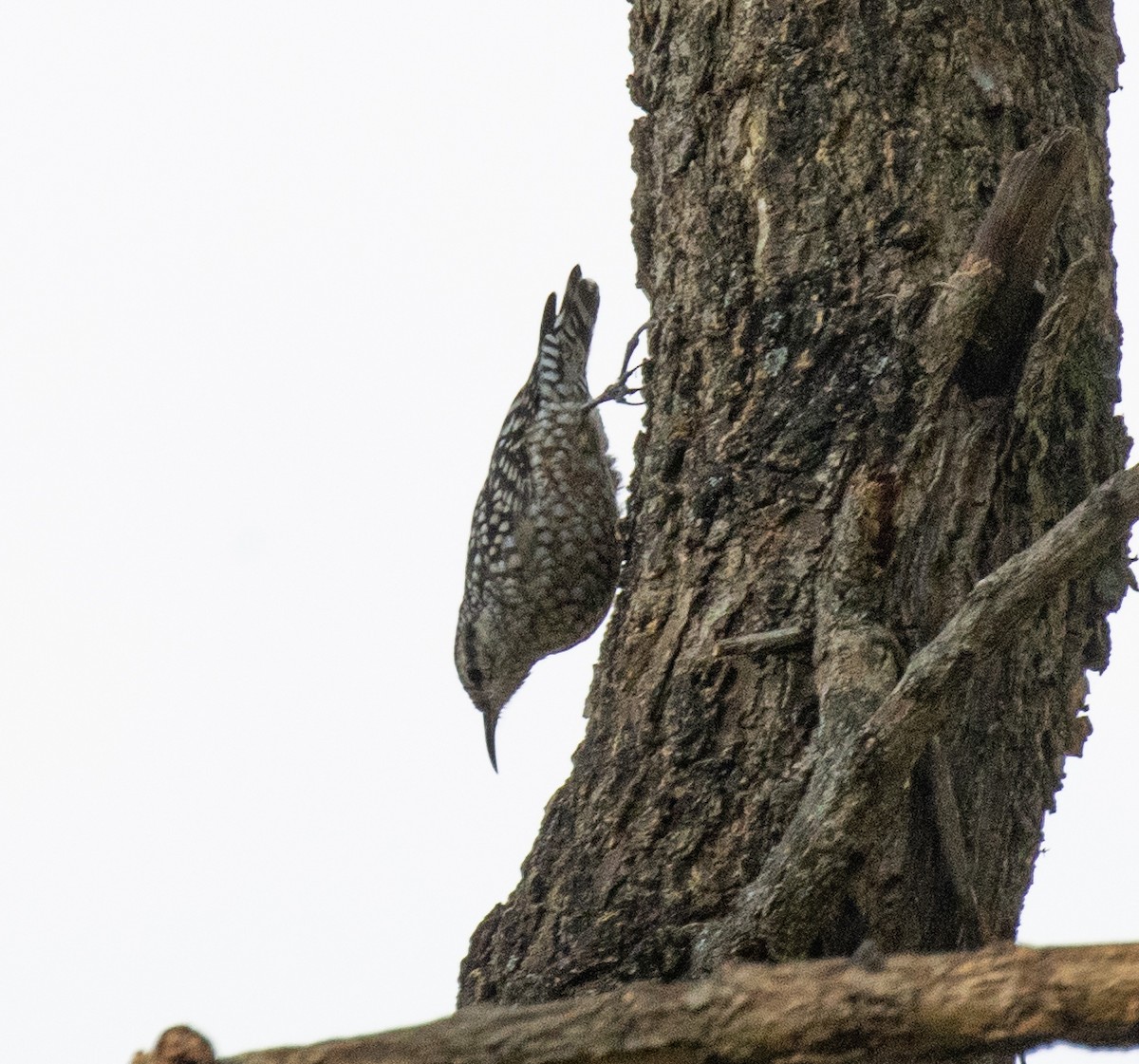 African Spotted Creeper - ML650016702