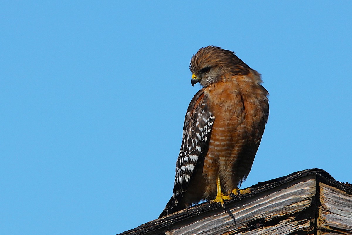 Красноплечий канюк - ML650017345