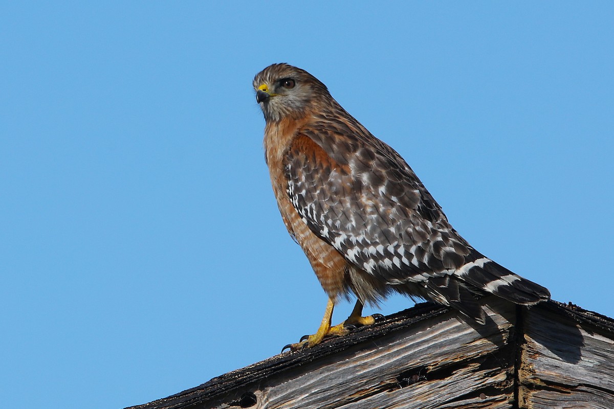 Красноплечий канюк - ML650017353