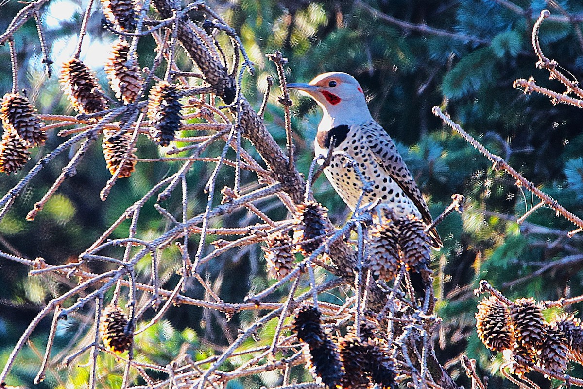 Шилоклювый дятел - ML650018329