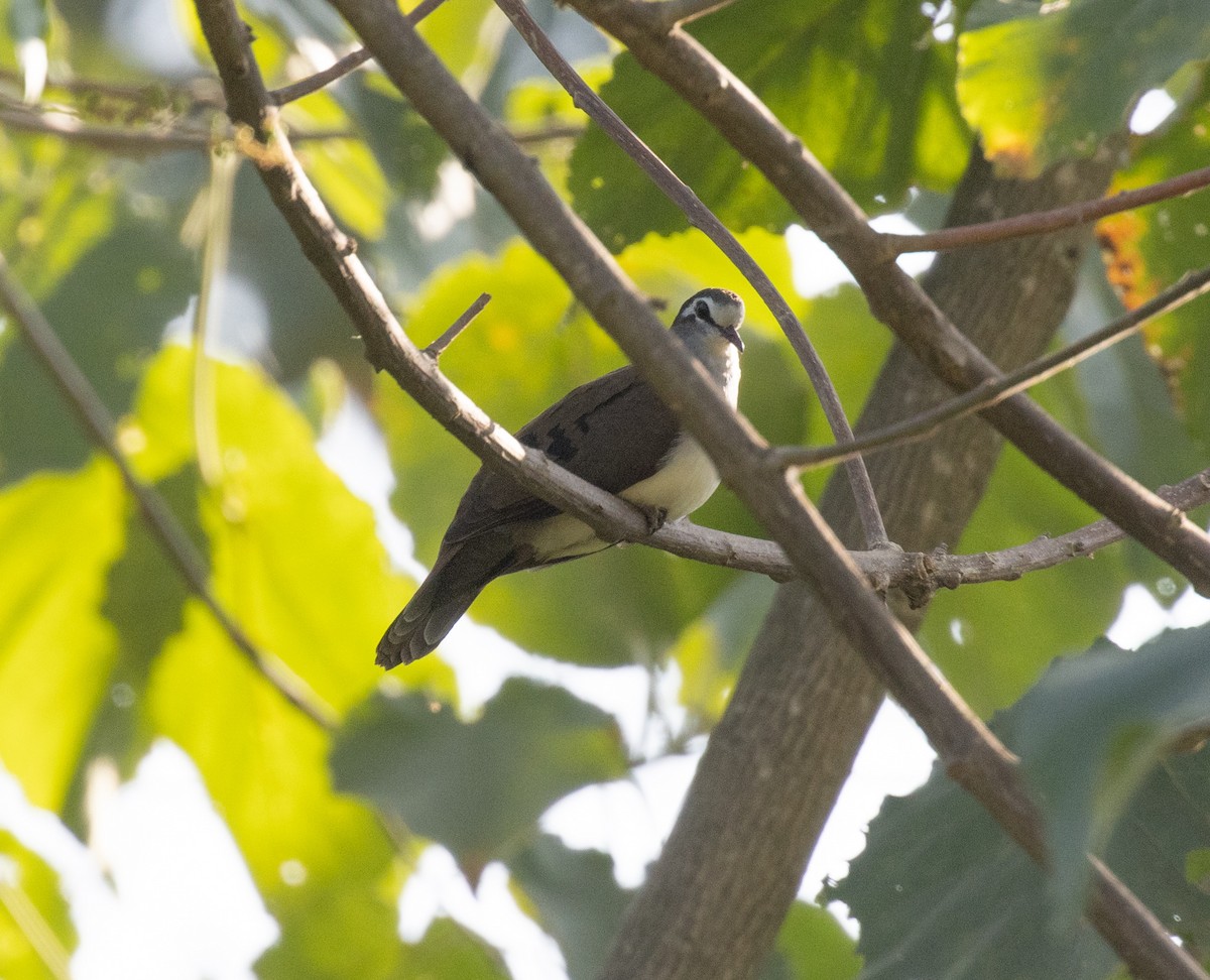 Tambourine Dove - ML650018508