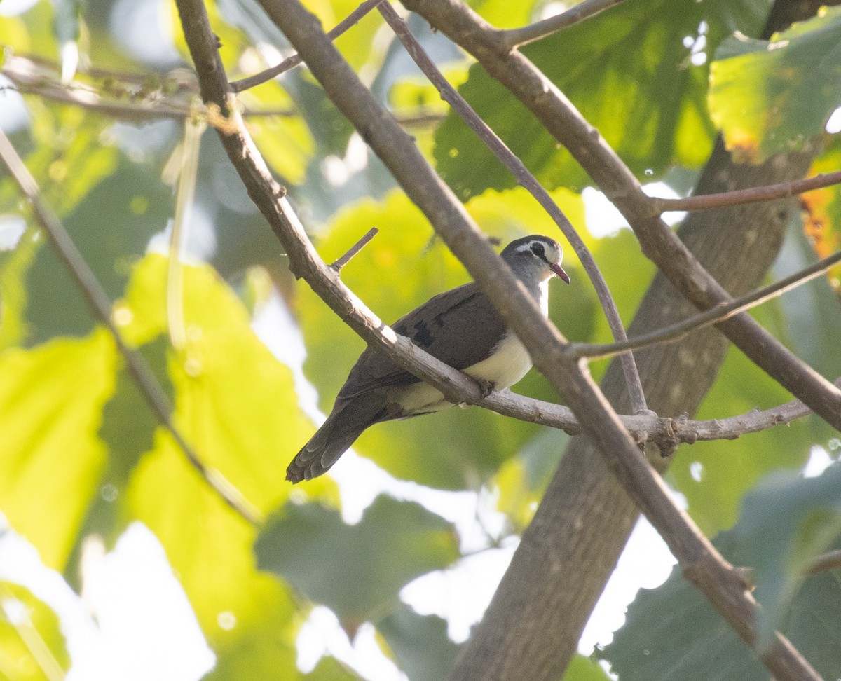 Tambourine Dove - ML650018523