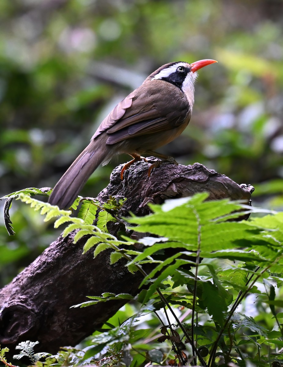 Силамбан буроголовий - ML650018529