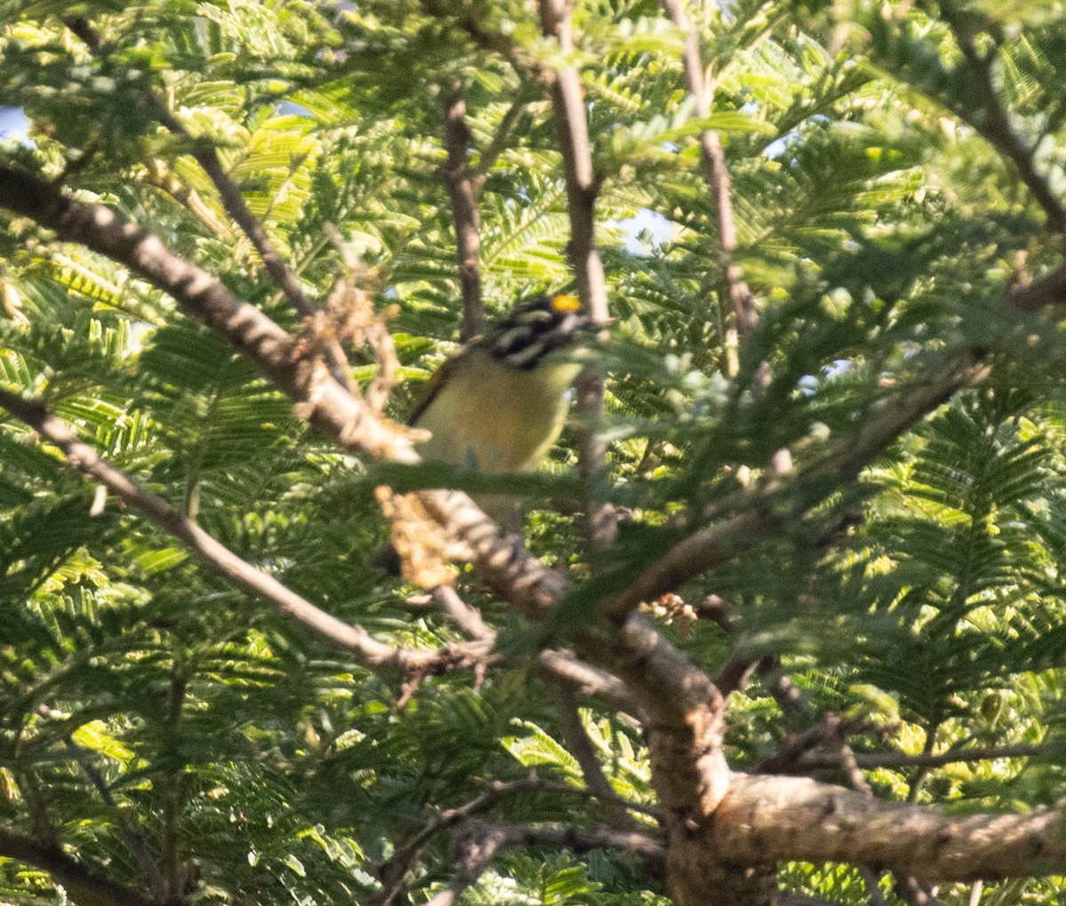 Yellow-fronted Tinkerbird - ML650018542