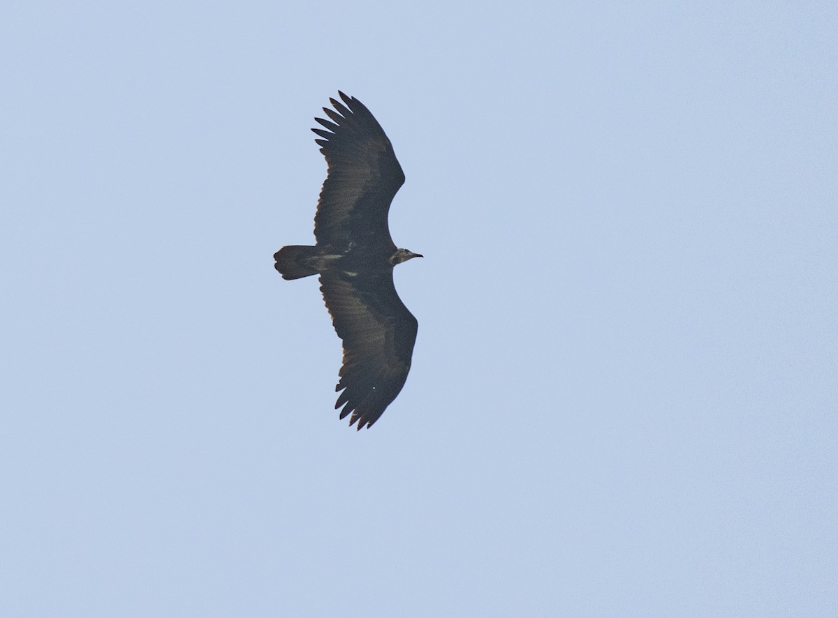 Hooded Vulture - ML650018549