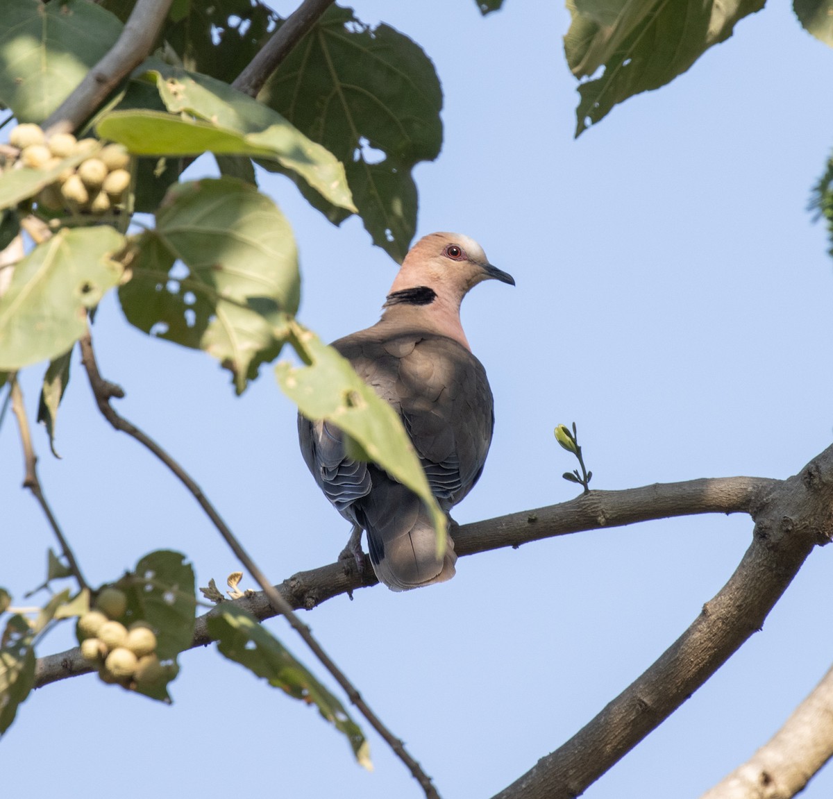 Red-eyed Dove - ML650018559